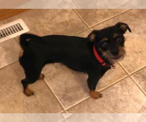 Mutt Dogs for adoption in Thief River Falls, MN, USA