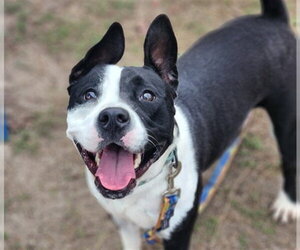 American Pit Bull Terrier Dogs for adoption in Ocala, FL, USA