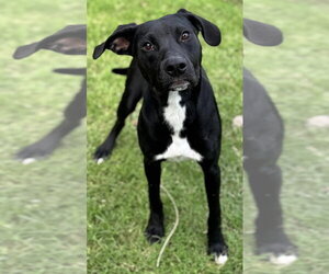 Labrador Retriever Dogs for adoption in Great Bend, KS, USA