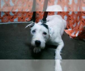 Mutt Dogs for adoption in Tulsa, OK, USA