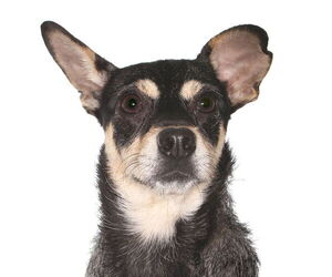 Chihuahua Dogs for adoption in Oakland Park, FL, USA