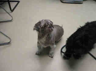 Shih Tzu Dogs for adoption in Waterford, VA, USA