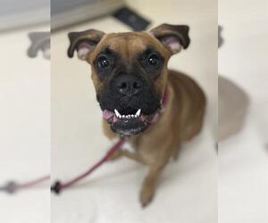 Boxer-Unknown Mix Dogs for adoption in Center Township, PA, USA
