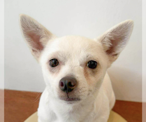 Unknown-pomeranian spitz Mix Dogs for adoption in San Ramon, CA, USA