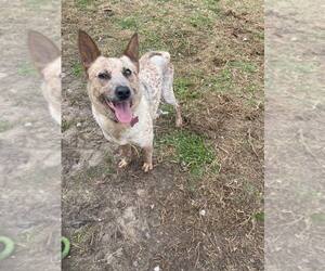 Mutt Dogs for adoption in Paso Robles, CA, USA