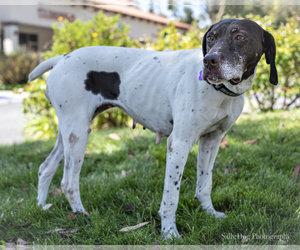 German Shorthaired Pointer Dogs for adoption in See Website, CA, USA
