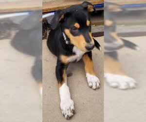 Doberman Pinscher-Labrador Retriever Mix Dogs for adoption in Los Lunas, NM, USA