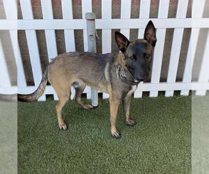 Mutt Dogs for adoption in Modesto, CA, USA