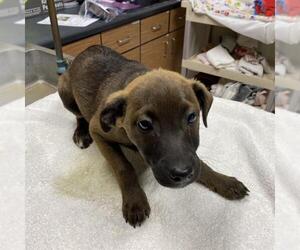 Staffordshire Bull Terrier-Unknown Mix Dogs for adoption in Modesto, CA, USA
