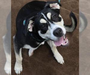 Mutt Dogs for adoption in Thief River Falls, MN, USA