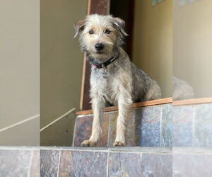 Mutt Dogs for adoption in Salt Lake City, UT, USA