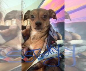 Chihuahua Dogs for adoption in Tampa, FL, USA