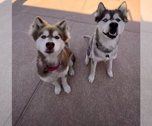 Alaskan Malamute Dogs for adoption in MIDWAY, UT, USA