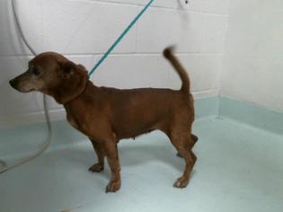 Chiweenie Dogs for adoption in Pasadena, TX, USA