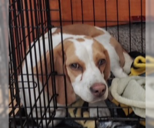 Beagle Dogs for adoption in Tampa, FL, USA