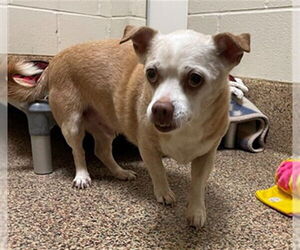 Chihuahua Dogs for adoption in Springfield, MA, USA