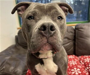 Mutt Dogs for adoption in Anchorage, AK, USA