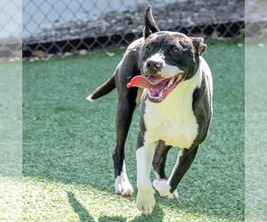 Mutt Dogs for adoption in Hilton Head, SC, USA