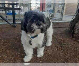Shih Tzu Dogs for adoption in Downey, CA, USA