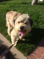 Bearded Collie-Old English Sheepdog Mix Dogs for adoption in Newport Beach, CA, USA