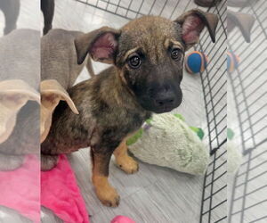 Mutt Dogs for adoption in GILBERTS, IL, USA