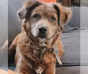 Australian Shepherd-Unknown Mix Dogs for adoption in Grafton, WI, USA