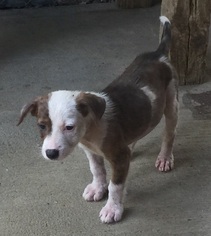 Medium Photo #1 Mutt Puppy For Sale in Pawtucket, RI, USA