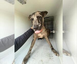 Catahoula Leopard Dog-Unknown Mix Dogs for adoption in Houston, TX, USA