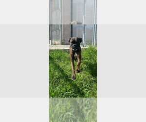 Boxer Dogs for adoption in Austin, TX, USA