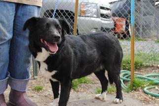 Borador Dogs for adoption in Tunica, MS, USA