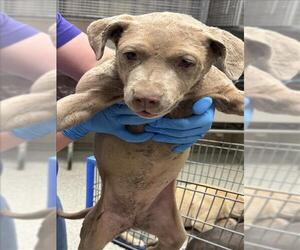Mutt Dogs for adoption in Conroe, TX, USA