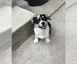 Pembroke Welsh Corgi-Unknown Mix Dogs for adoption in Omaha, NE, USA