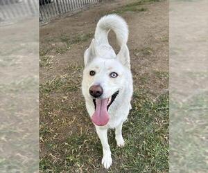 Gerberian Shepsky Dogs for adoption in Riverside, CA, USA