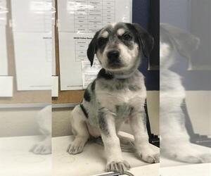 Labrador Retriever-Siberian Husky Mix Dogs for adoption in Conroe, TX, USA