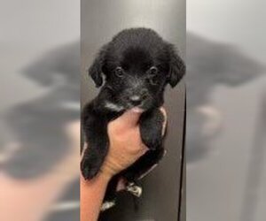 Borador Dogs for adoption in Jenkintown, PA, USA