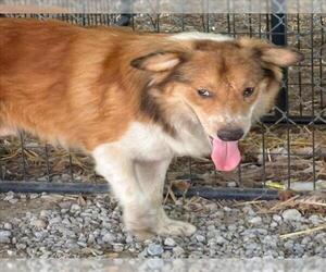 Border Collie-Unknown Mix Dogs for adoption in Tulsa, OK, USA