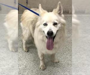Alaskan Malamute-Unknown Mix Dogs for adoption in Conroe, TX, USA