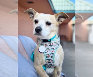 Rat-Cha Dogs for adoption in Pittsburg, CA, USA