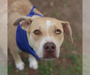 Mutt Dogs for adoption in San Antonio, TX, USA