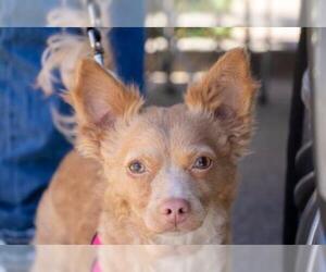 Jack-A-Poo Dogs for adoption in Arlington, WA, USA