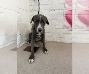 Mutt Dogs for adoption in San Bernardino, CA, USA