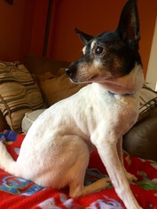 Jack-Rat Terrier Dogs for adoption in Nashville, TN, USA