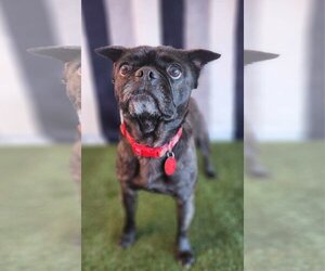Boston Terrier-Unknown Mix Dogs for adoption in Phoenix, AZ, USA
