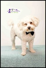 Maltipoo Dogs for adoption in Richardson, TX, USA
