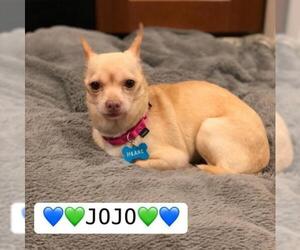 Chihuahua Dogs for adoption in Bridgewater, NJ, USA