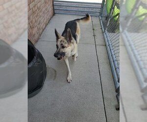 German Shepherd Dog-Siberian Husky Mix Dogs for adoption in London, Ontario, Canada