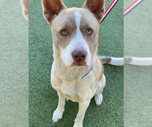 Siberian Husky-Unknown Mix Dogs for adoption in Fayetteville, NC, USA