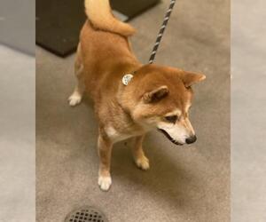 Shiba Inu Dogs for adoption in Forestville, MD, USA