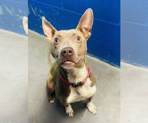 Mutt Dogs for adoption in Clarkesville, GA, USA