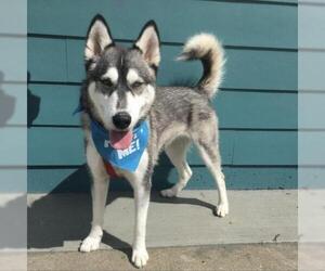 Siberian Husky Dogs for adoption in Pacific Grove, CA, USA